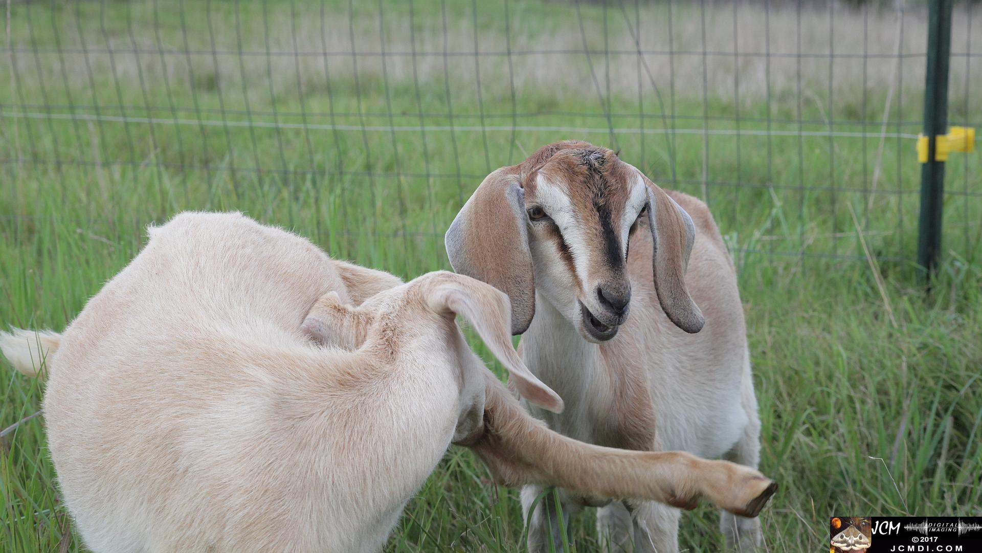 goats in pasture (close-up)